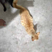 daibeo